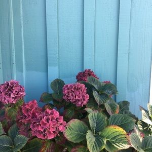 Meet your Posher, Anastasia